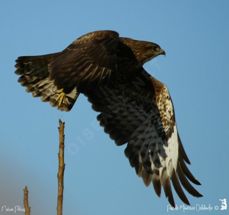 Common Buzzard