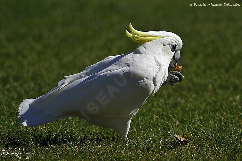 Cacatoès à huppe jaune