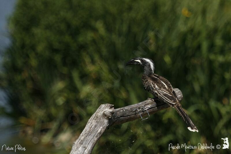 African Grey Hornbill