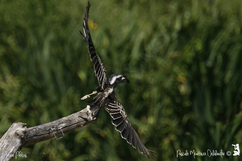 African Grey Hornbill