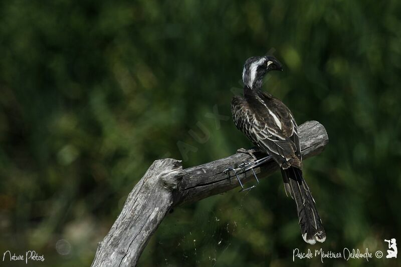 African Grey Hornbill