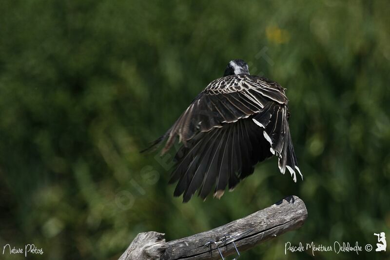 African Grey Hornbill