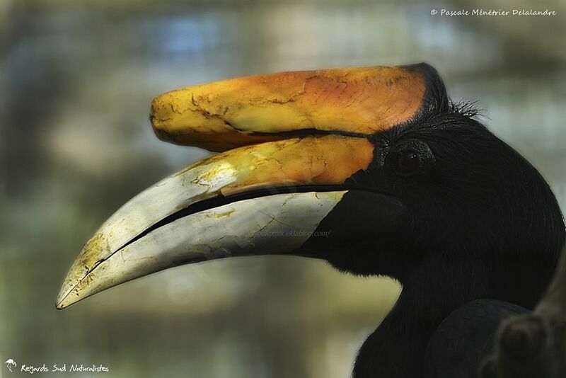 Rhinoceros Hornbill