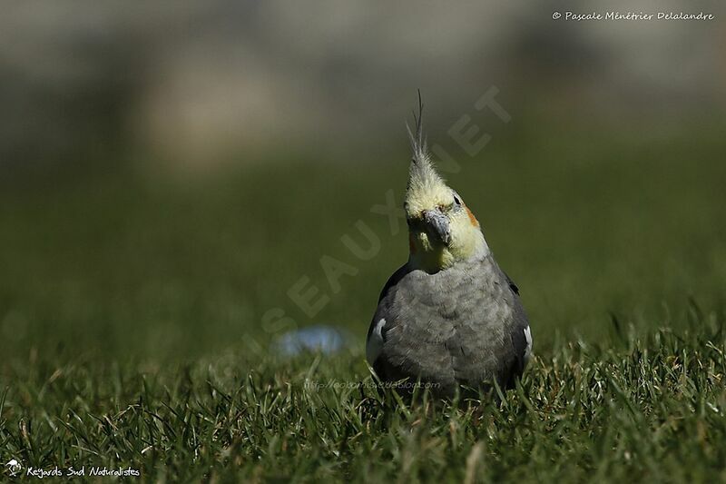 Cockatiel