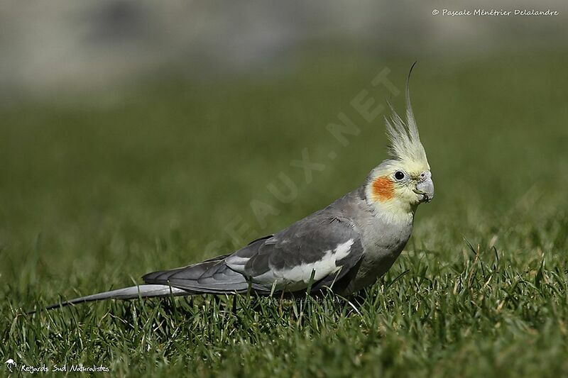 Cockatieladult, identification