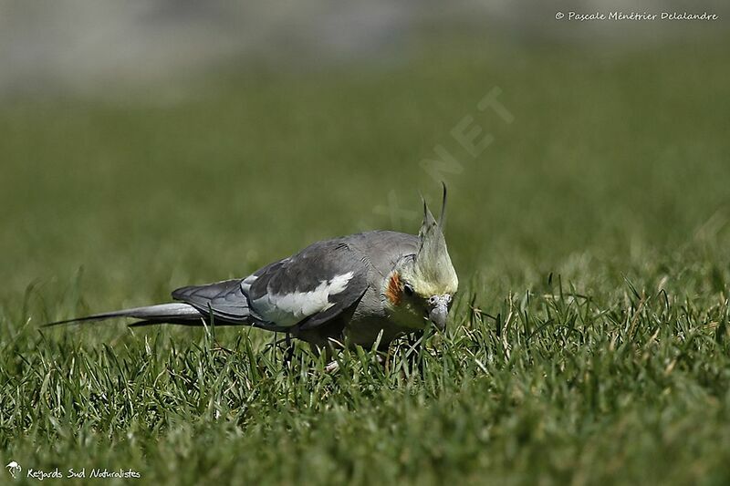 Cockatiel