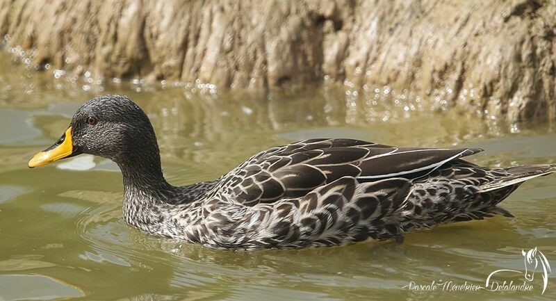 Canard à bec jaune