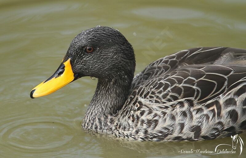 Canard à bec jaune