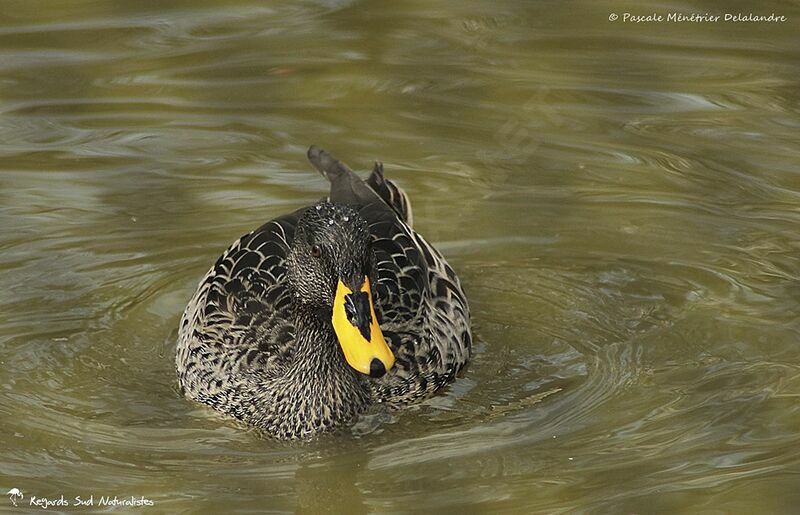 Yellow-billed Duck