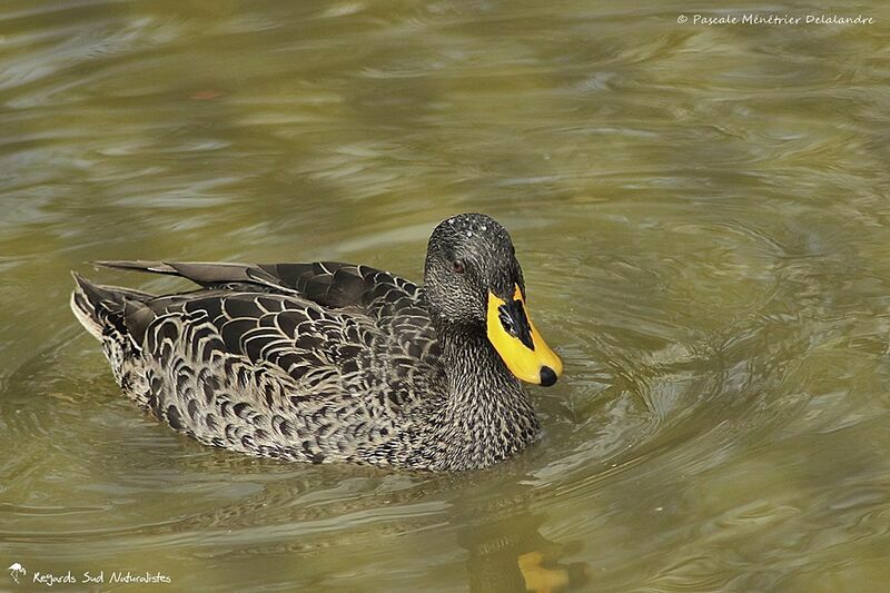 Canard à bec jaune