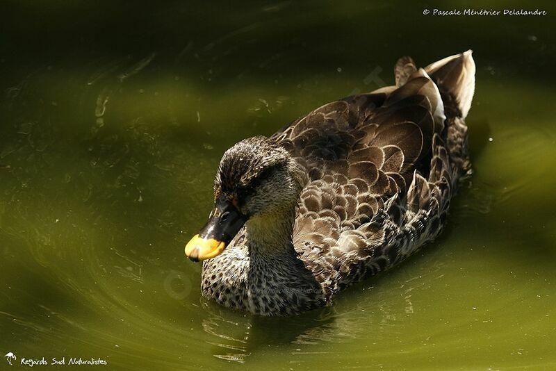 Canard à bec tacheté