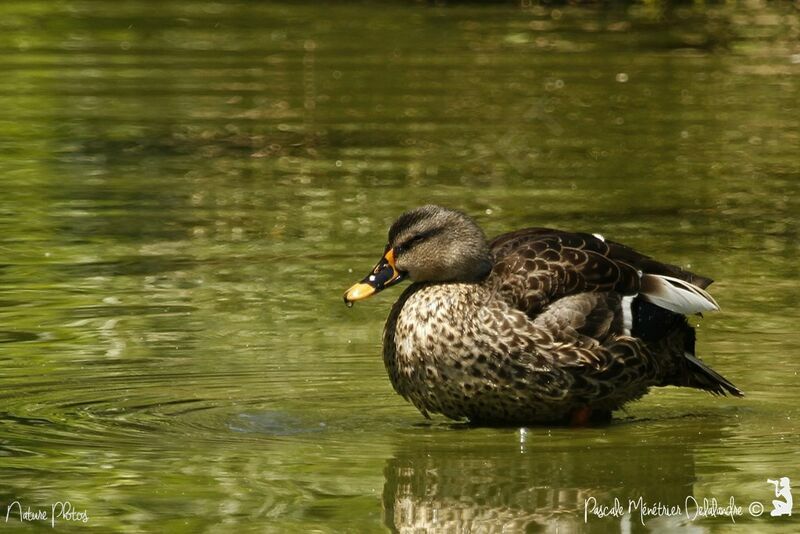 Canard à bec tacheté