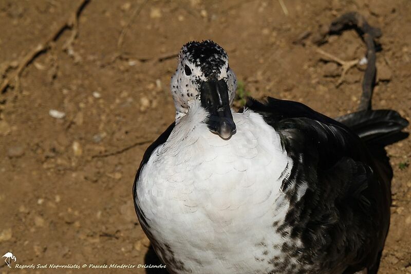 Canard à bosse