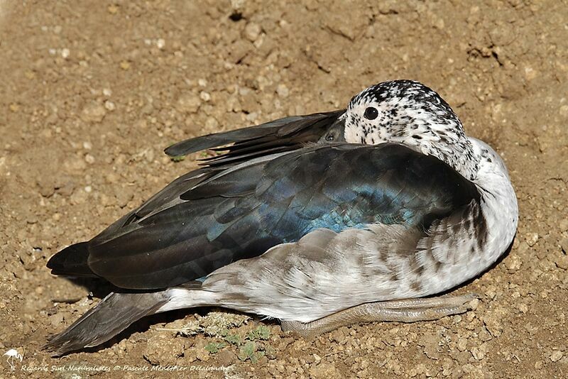 Canard à bosse