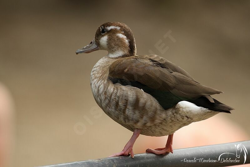 Canard à collier noir