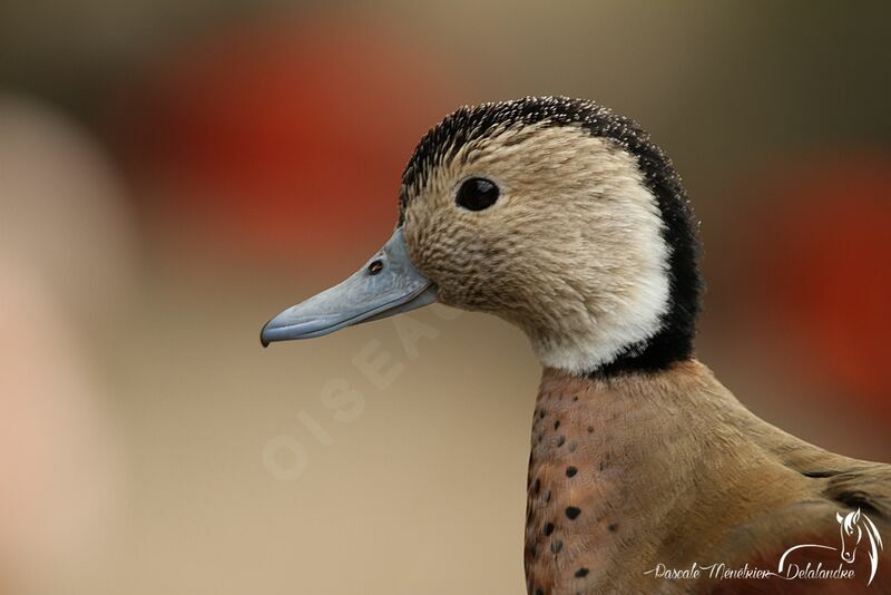 Canard à collier noir