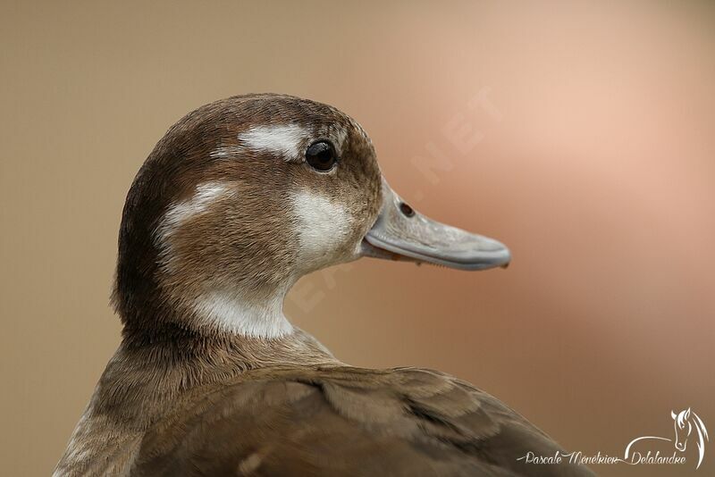 Canard à collier noir