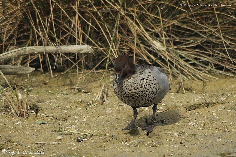 Maned Duck