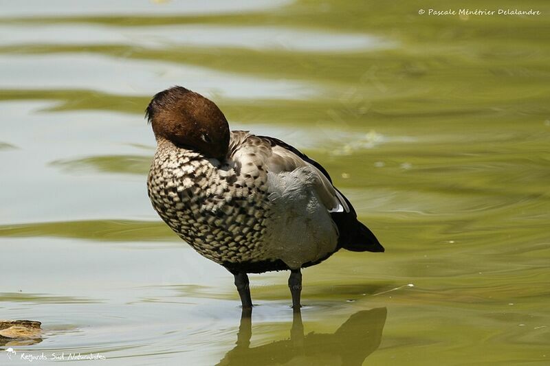 Maned Duck