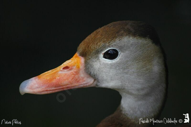 Brazilian Teal