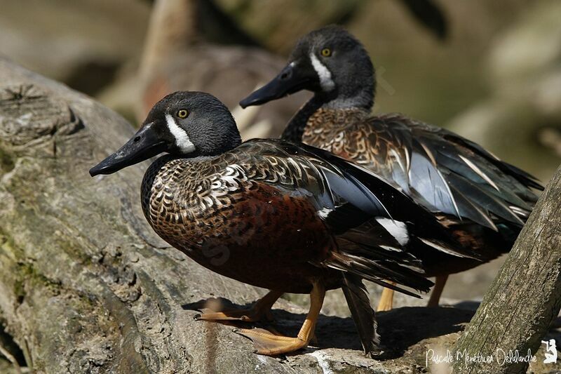 Australasian Shoveler