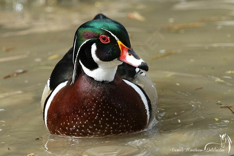 Canard carolin mâle