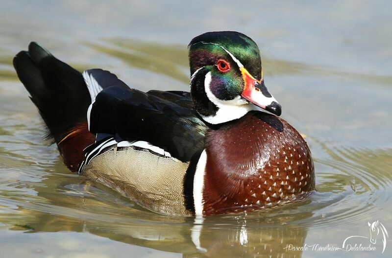 Canard carolin mâle