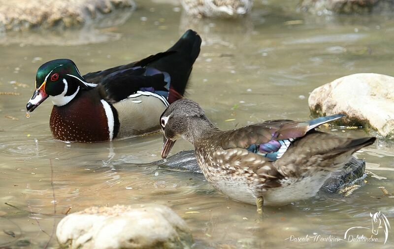 Wood Duck 