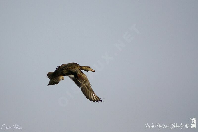 Canard chipeau