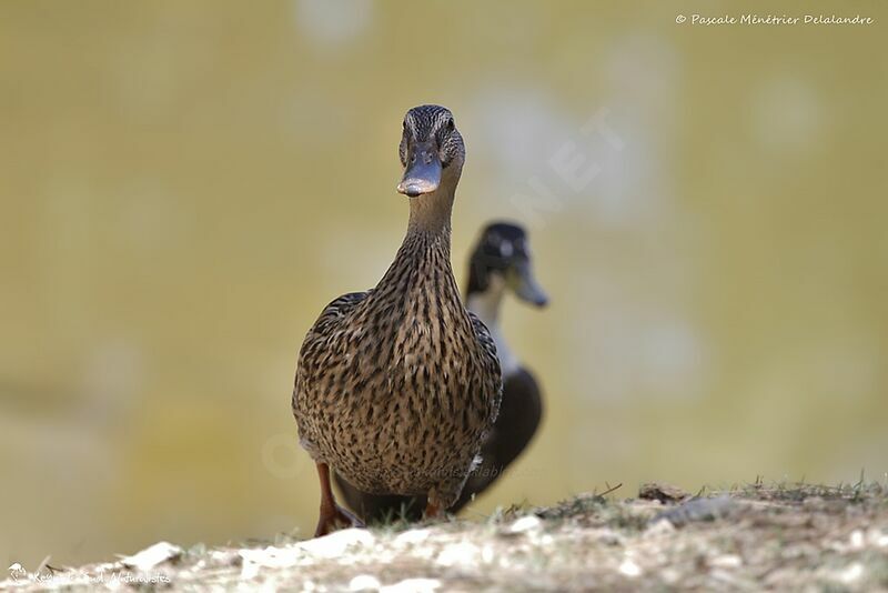 Canard colvert 