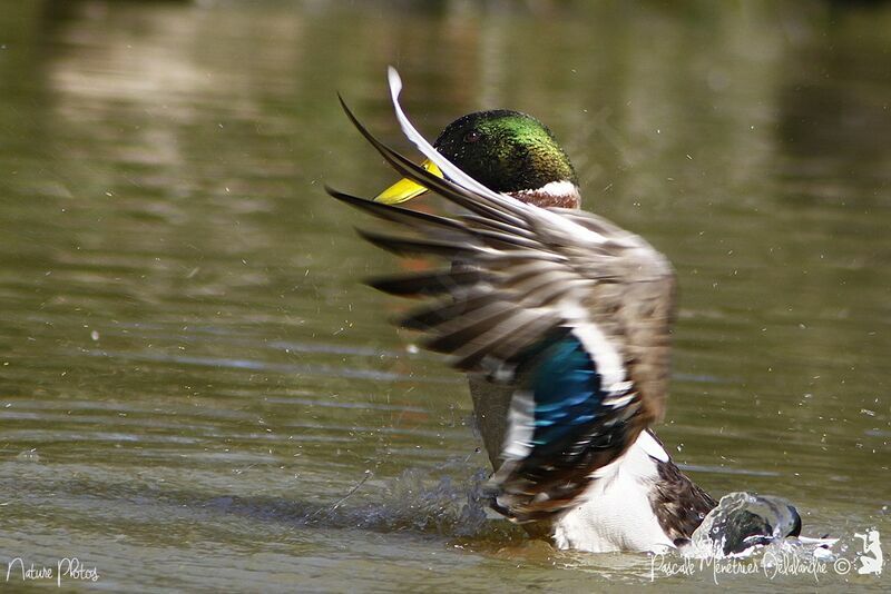 Mallard male