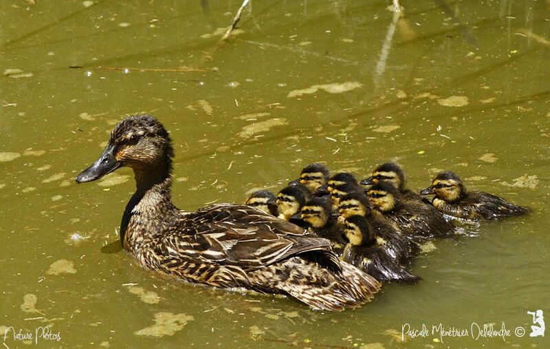 Canard colvert