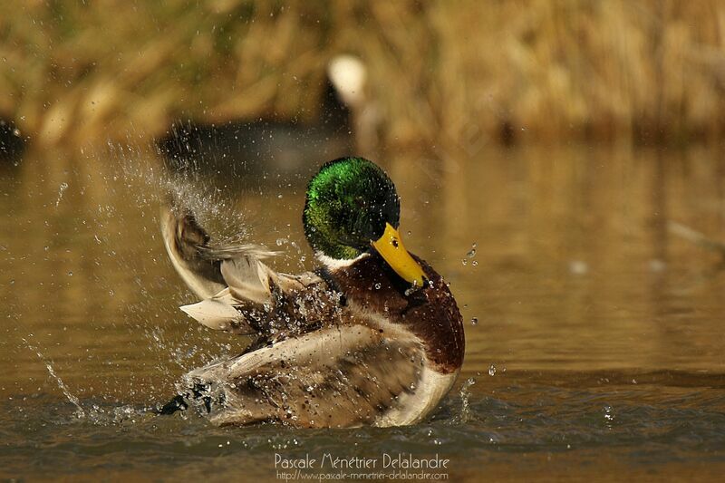 Mallard male adult