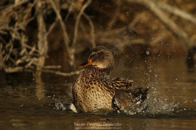 Mallard