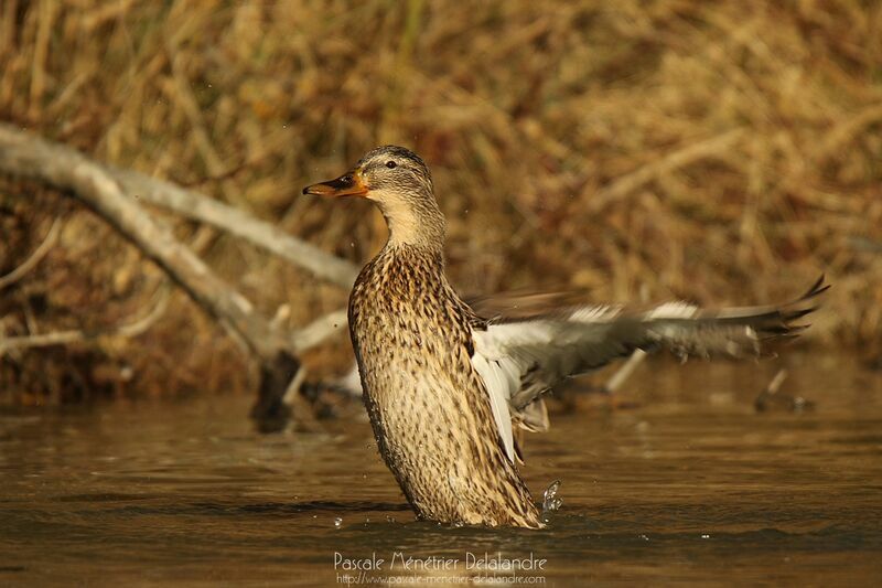 Mallard