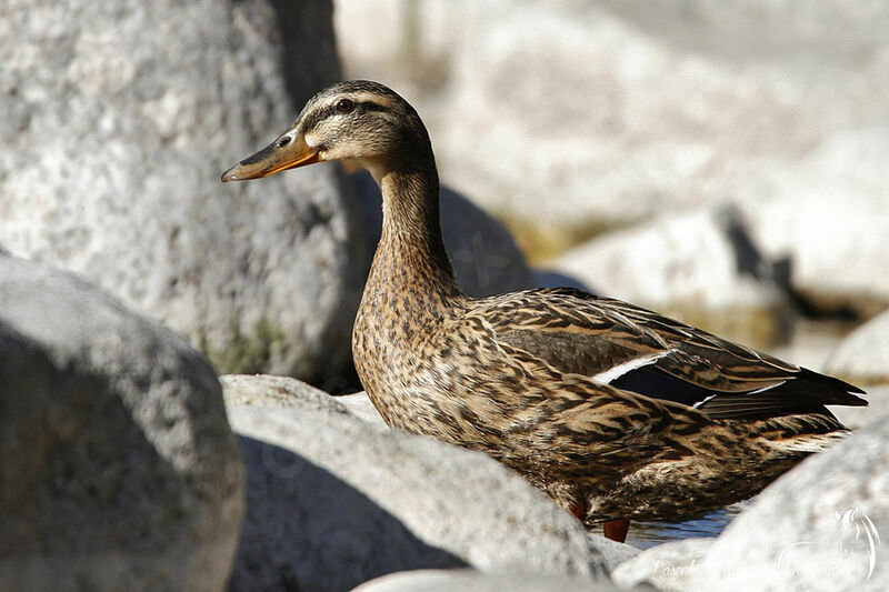 Mallard female