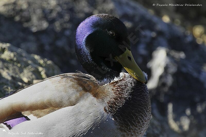 Mallard