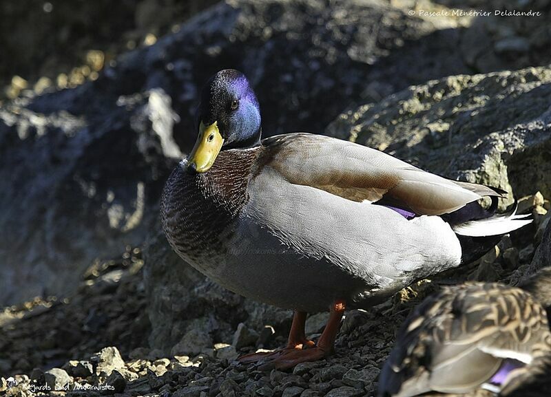 Mallard