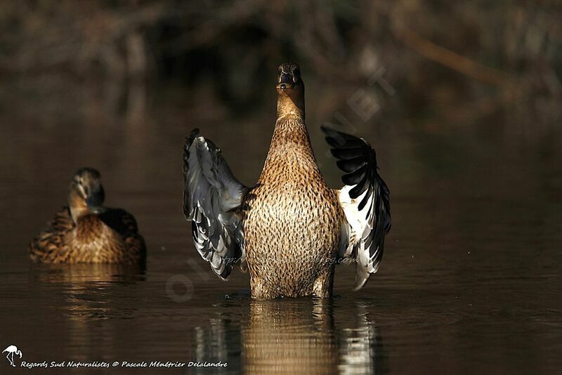 Canard colvert