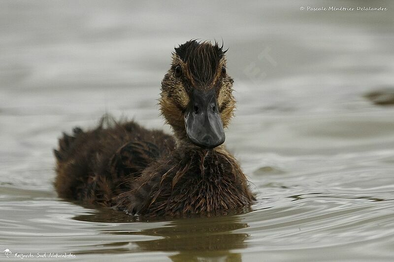 Canard colvertjuvénile