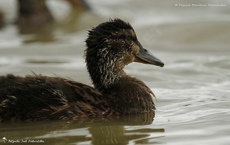 Mallardjuvenile