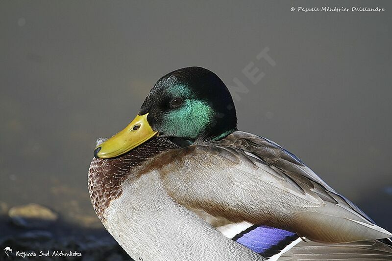 Canard colvert