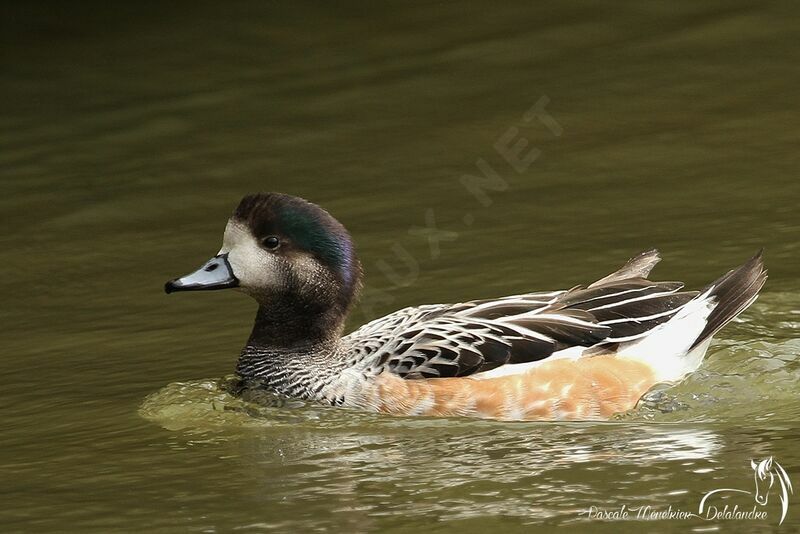 Chiloe Wigeon