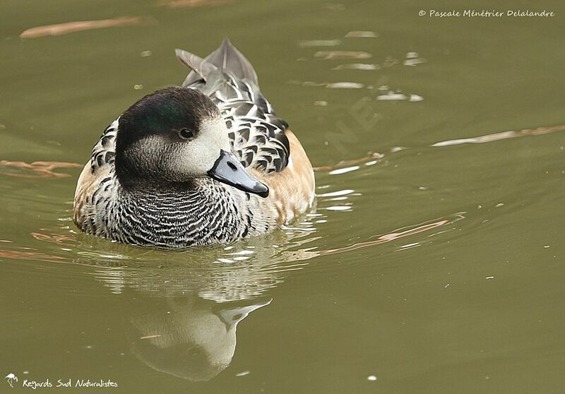 Canard de Chiloé