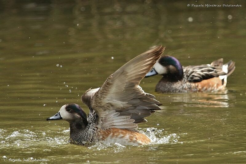 Chiloe Wigeon