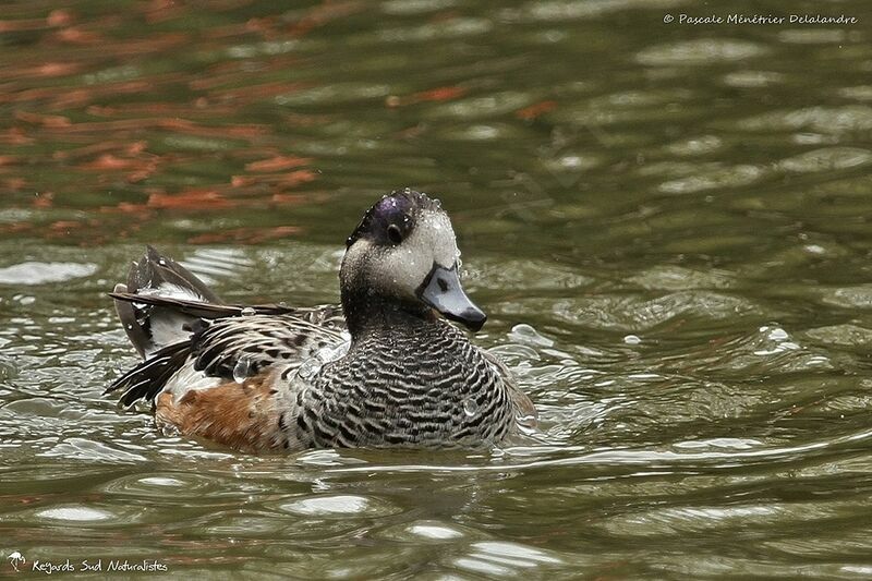 Chiloe Wigeon