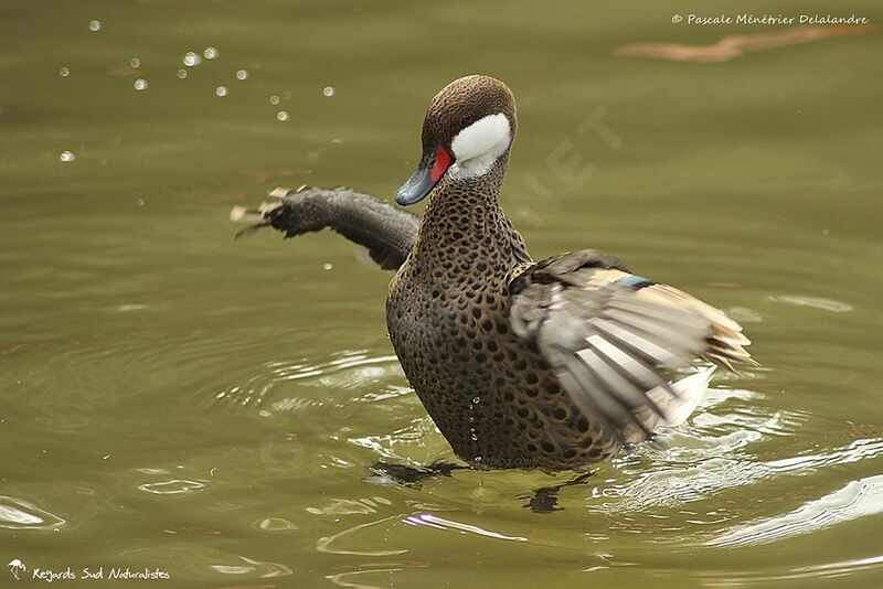 White-cheeked Pintail