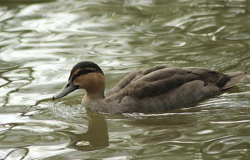 Canard des Philippines