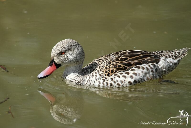 Canard du Cap