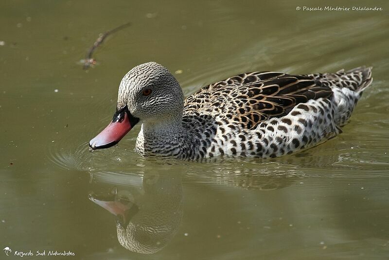 Cape Teal